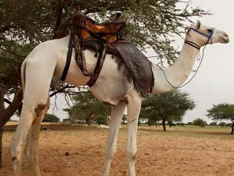 جمل سباق يثير الجدل في مزاد العبيدية