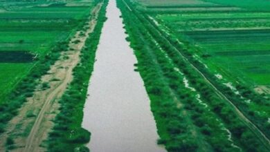 مشروع الجزيرة يتضرر بسبب العطش